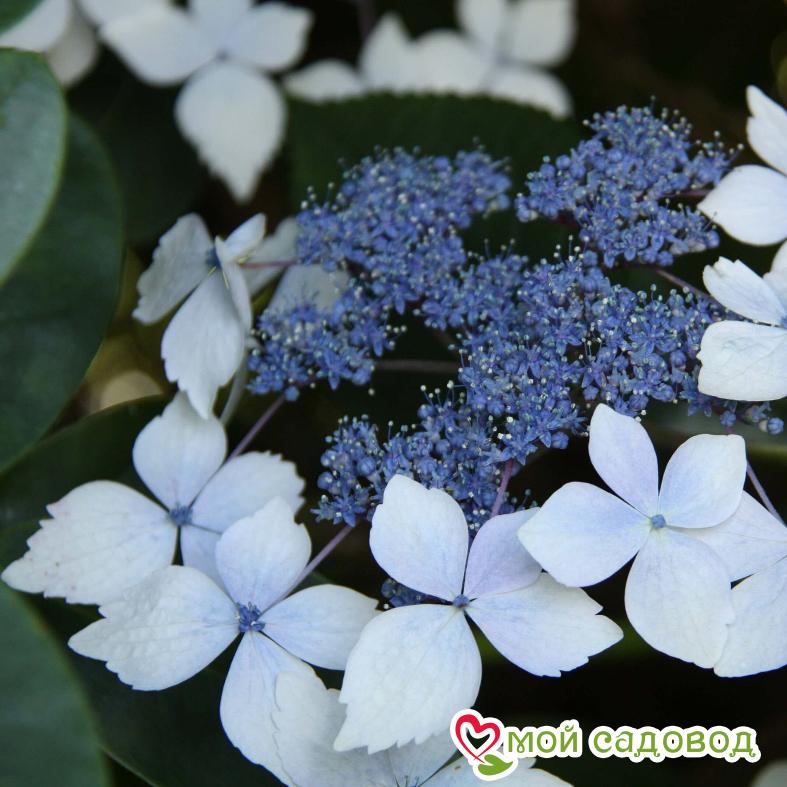 Гортензия крупнолистовая Маризи Перфекта ЗКС