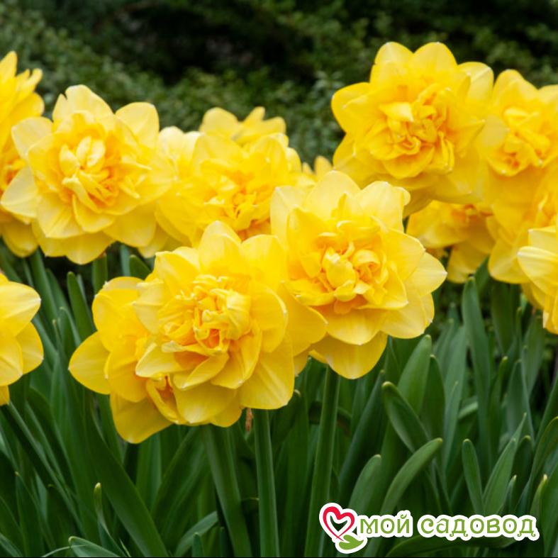 Нарцисс махровый Флайер