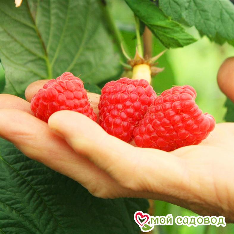 Малина Ап-32