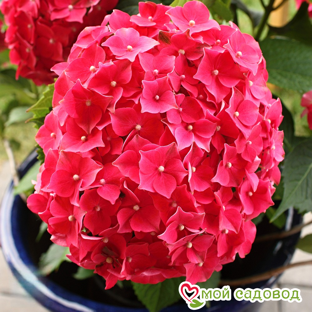 Гортензия крупнолистная Лёйхфейер ЗКС