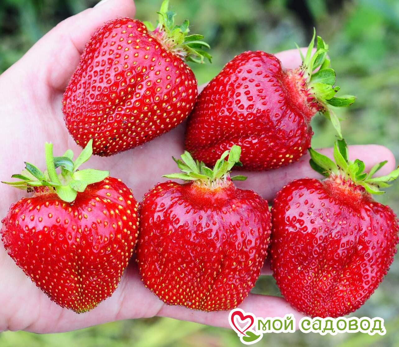 Клубника Мармелада (крупноплодная)