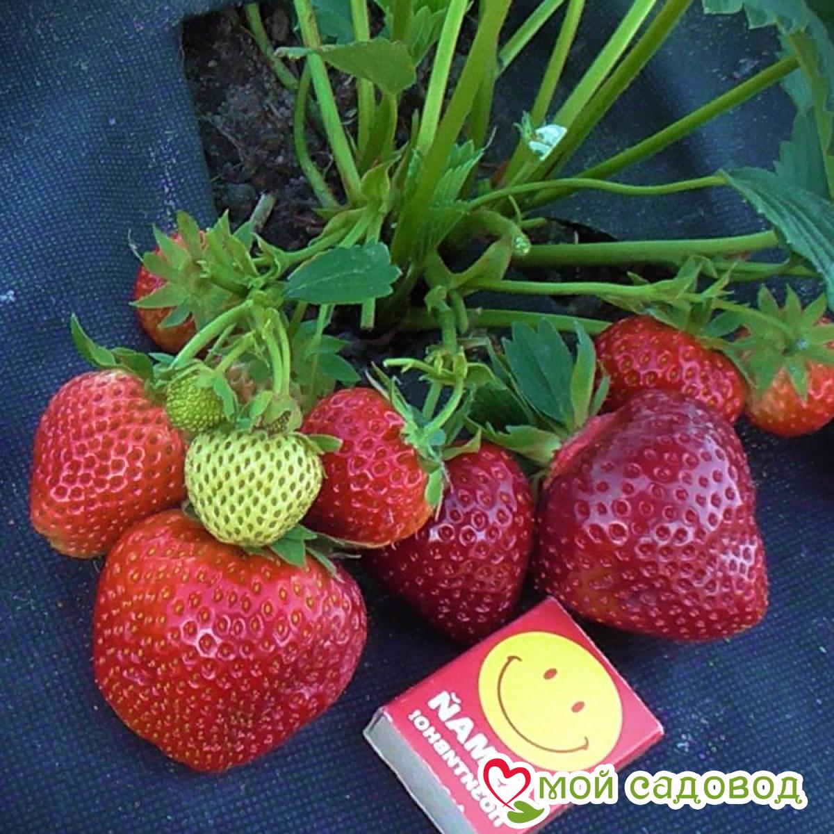 Клубника Аллегро